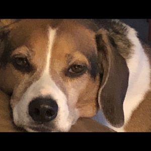 Meet your Posher, Diana